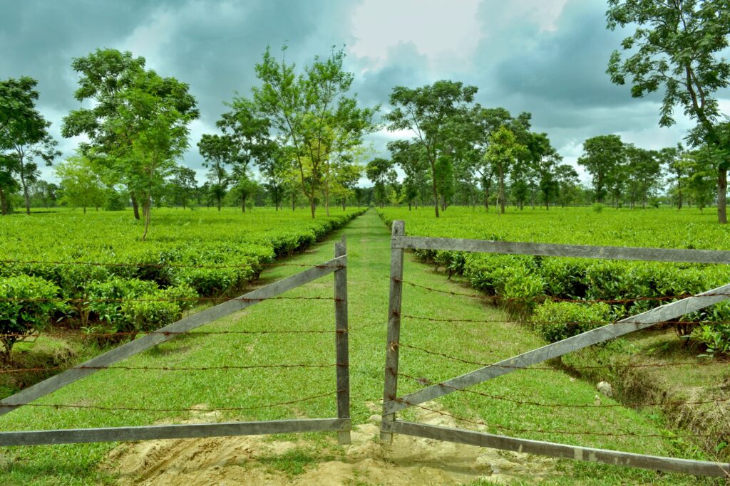 Famous assamese food